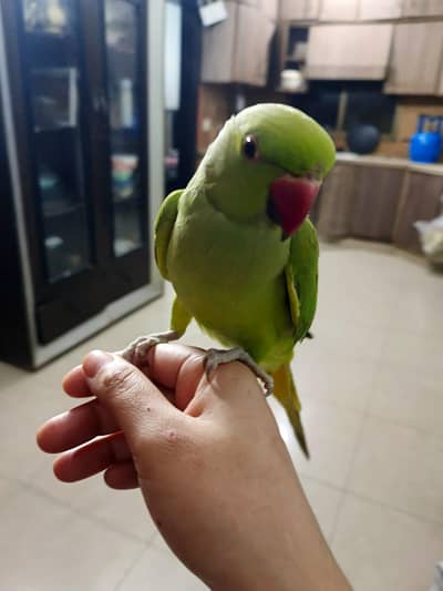 female talking parrot