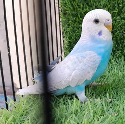 Whiteface Clearwing Opaline