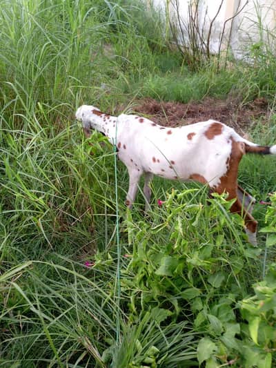 sel ke liye Jawan ki 36 mahine ki