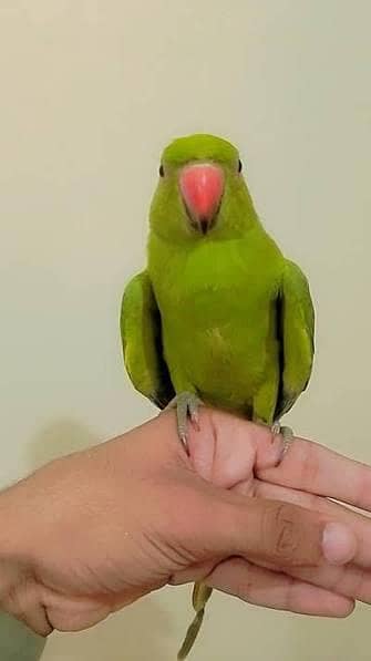 female parrot
