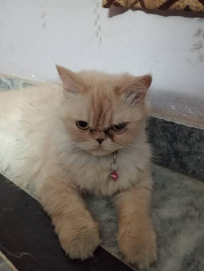 Persian pair for sale