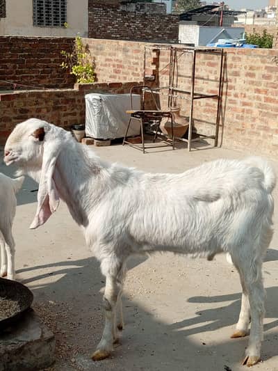 Goats pair for sell