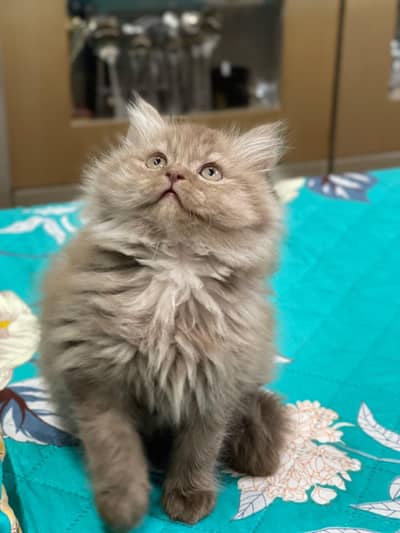 Persian Kittens | litter Trained | Doll Face | Punch Face | Ava