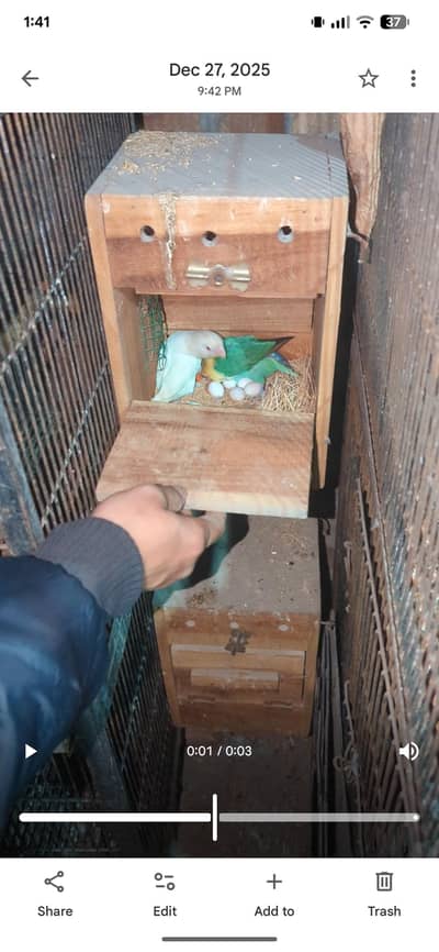 albino red eyes creamino  parblu ino quality breader pairs