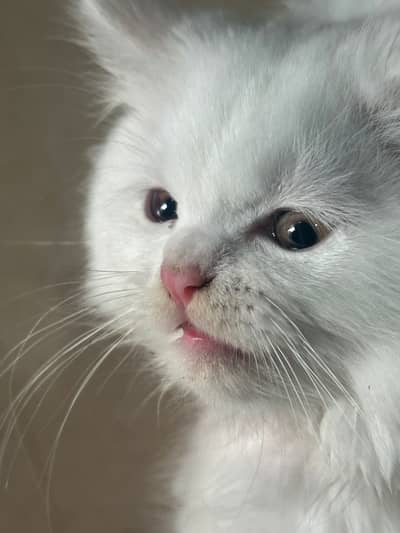 Persian female  kitten available for sale