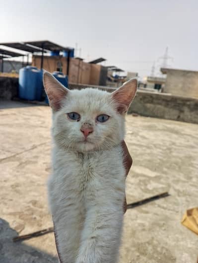 white Persian kittens with blue eyes