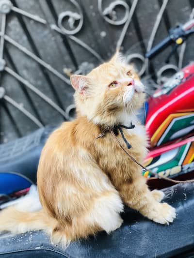 Perrsian Male Long Coat For Sale and Exchange