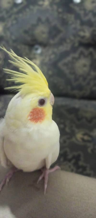 TAMED COCKTAIL MALE BABY FOR SALE