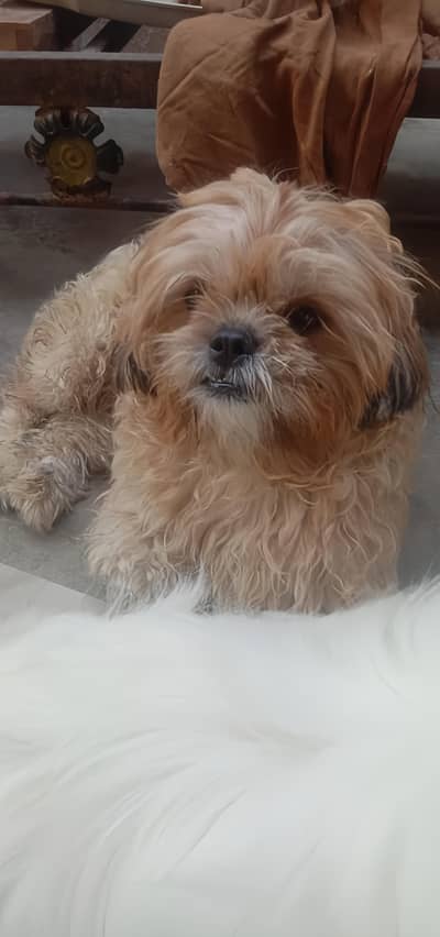 shihtzu  male