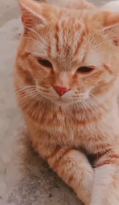 Fairy Male Cat – Free Adoption (Only for Loving & Responsible People)