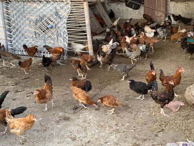 1400 per kilo yound desi ghar ki murgiyain or murgay bi hain ghar ki