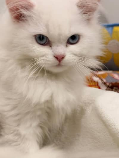 this is 3 months above baby . ghr Kay baby han washroom he use karty ha