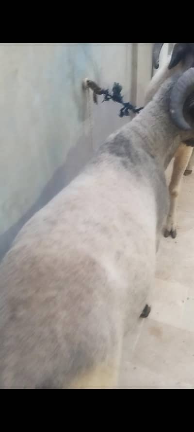 palai service available