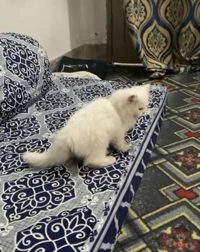 4months hige bread persian kitten derlivery all pakistan