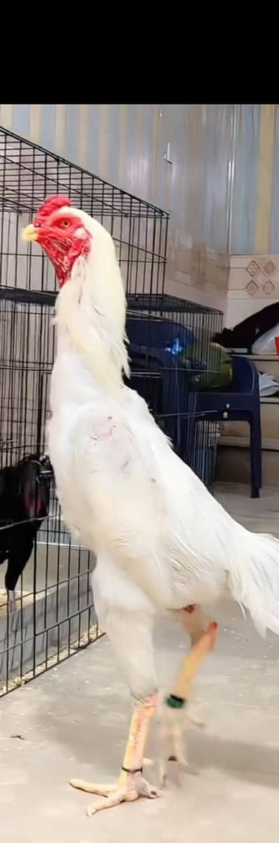 pure king shamo chick high quality long length