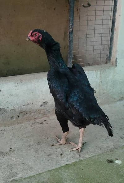 shamoo pair for sale