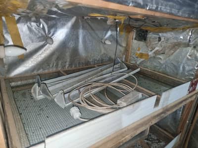 200 Chicks energy saver 50w Brooder