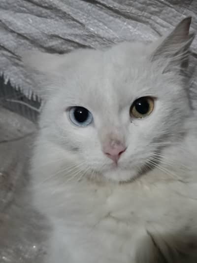 persian cat  blue and brown eyes male exchange with parit