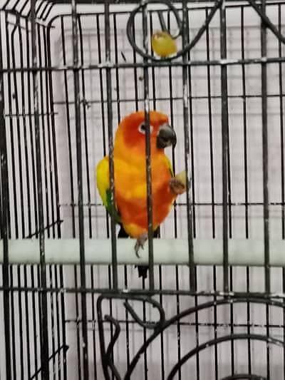 sunconure Female Breeder