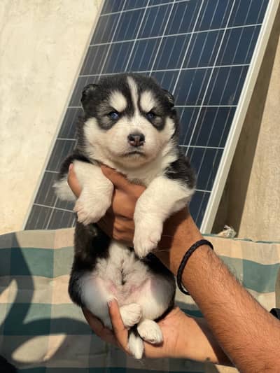 husky puppy