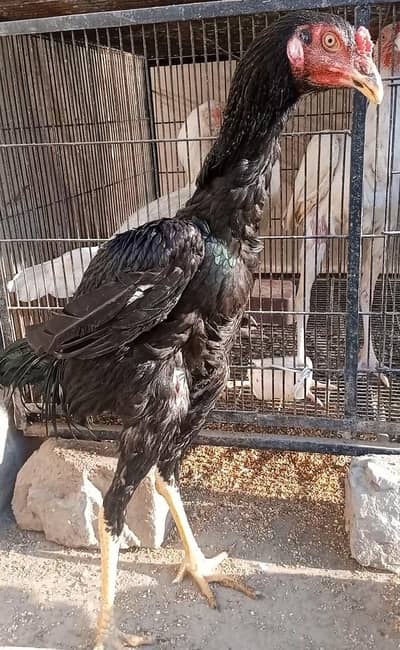 Aseel Shamo , Aseel Murga , Aseel Patha