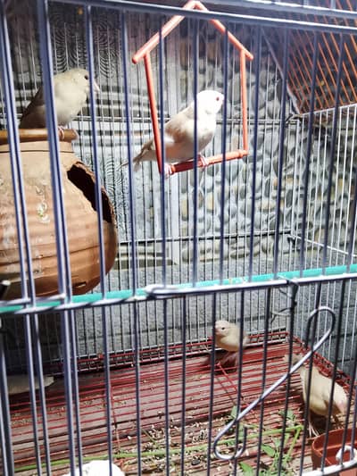 Fawn Java Chick Pairs