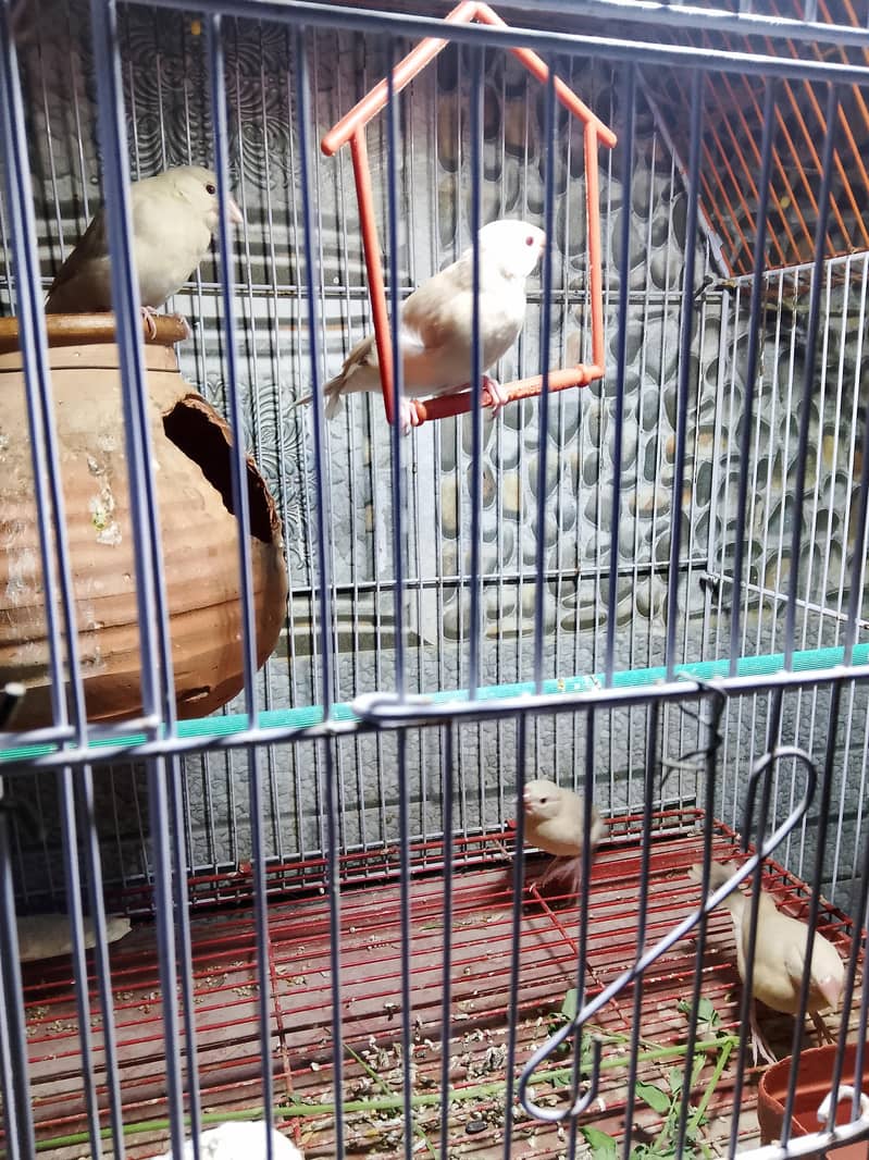 Fawn Java Chick Pairs 0