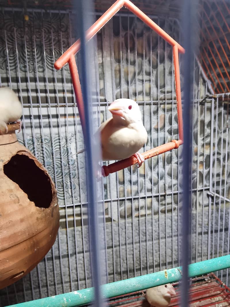 Fawn Java Chick Pairs 1