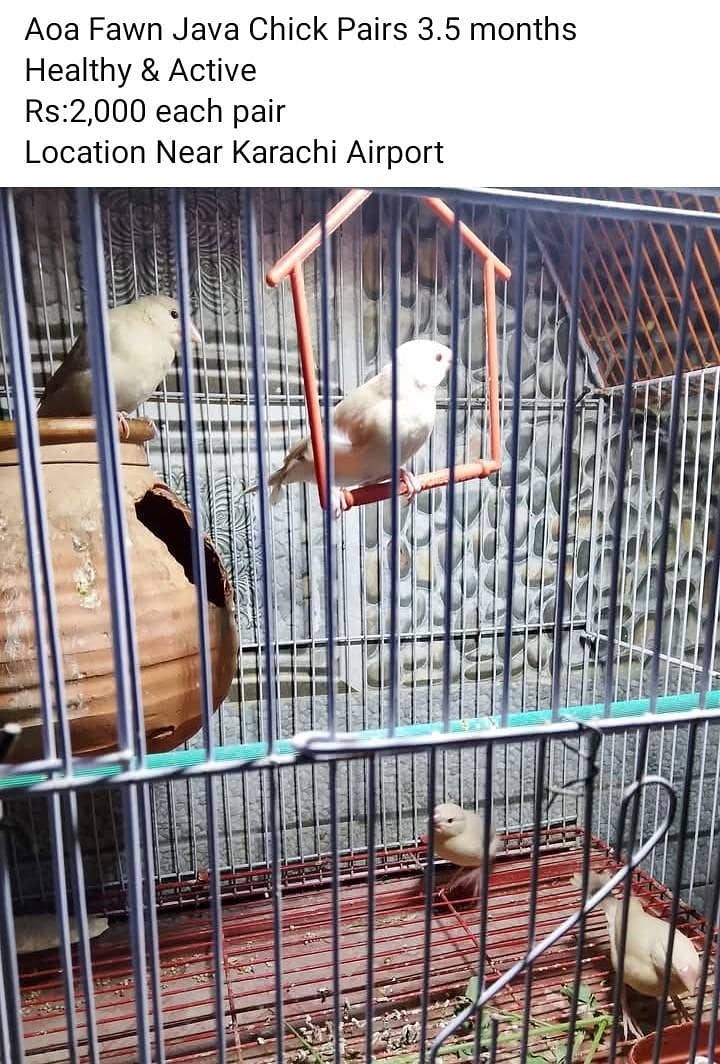 Fawn Java Chick Pairs 2