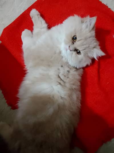 triple coat Persian