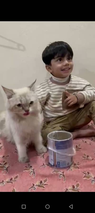 Parsian half white female cat