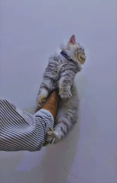 Persian male doll face