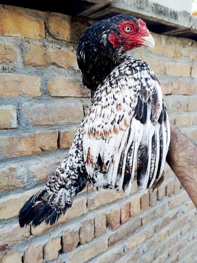 Merati Madi and Aseel birds