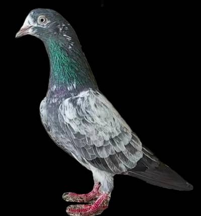 ALL KASURI BREED PIGEONS