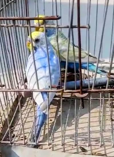 Quality Rainbow bajres Pair