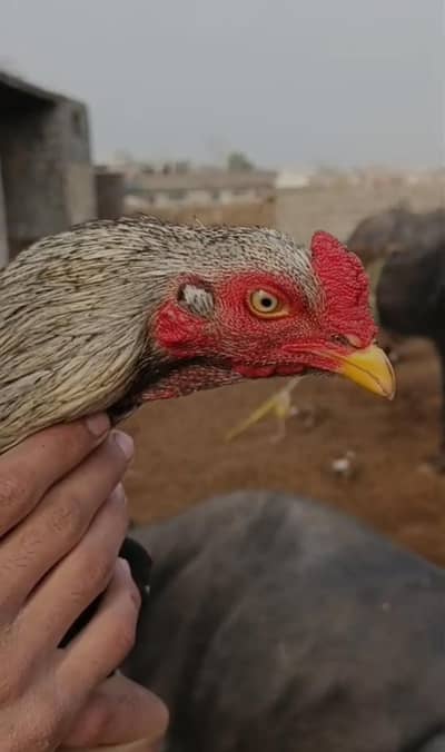 mashallah g pure chandi java patha for sale ha