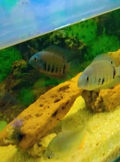 green sevrum fish or silver doller