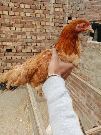 desi murgi full active and beautiful