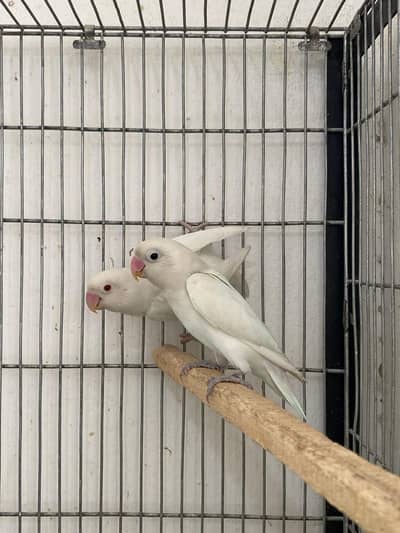 Bredar piar only call 03006609058