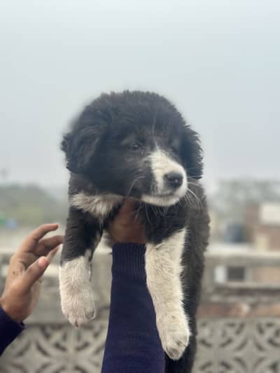 Boarder Collie Puppy