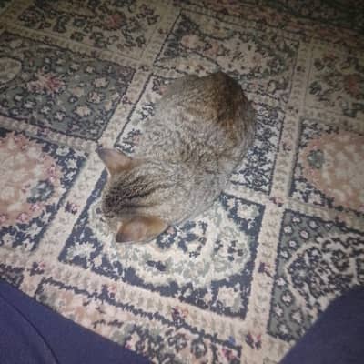 It's an toyger cat playful very loving