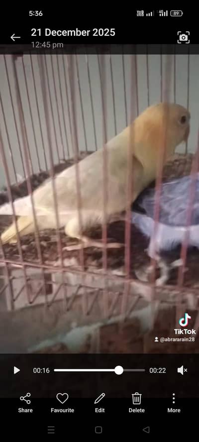 Parblue palefalllow ophline  and blue2 ophline//pf