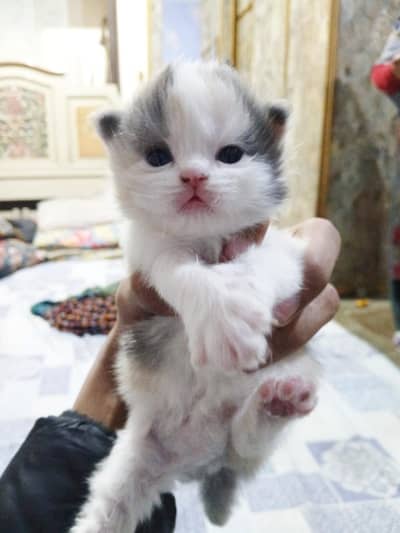  Adorable White & Grey Kitten for Sale