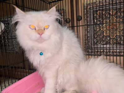 Pershian Punch Face Pair