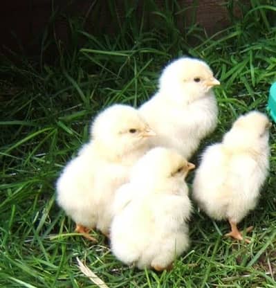 Goldan buff | ayam cemani