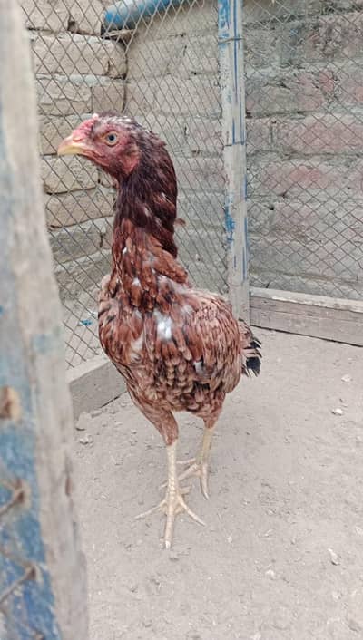 One eye  female eggs ki  granti