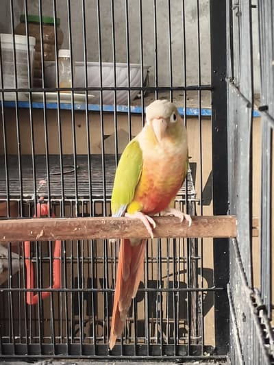 pinapple breeder male with