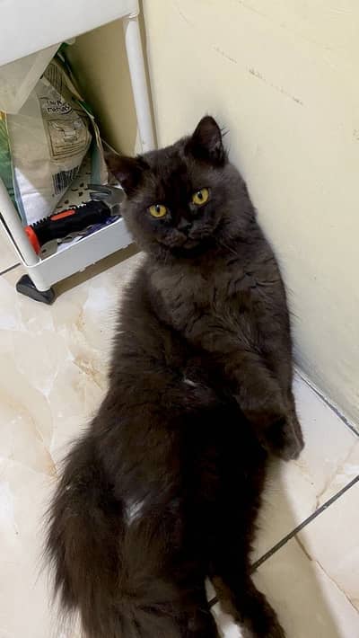 Black persian male cat beautiful golden eyes — white