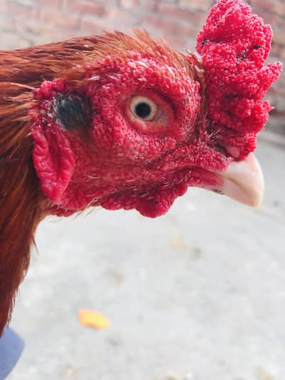 Aseel setup for sale