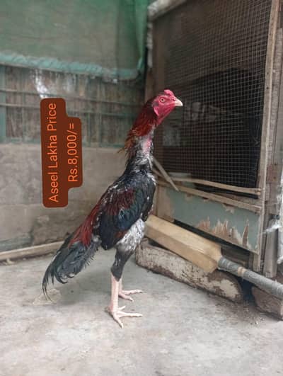 Aseel Murgh Home Breed Age 10 Months Healthy and Super Active for Sale